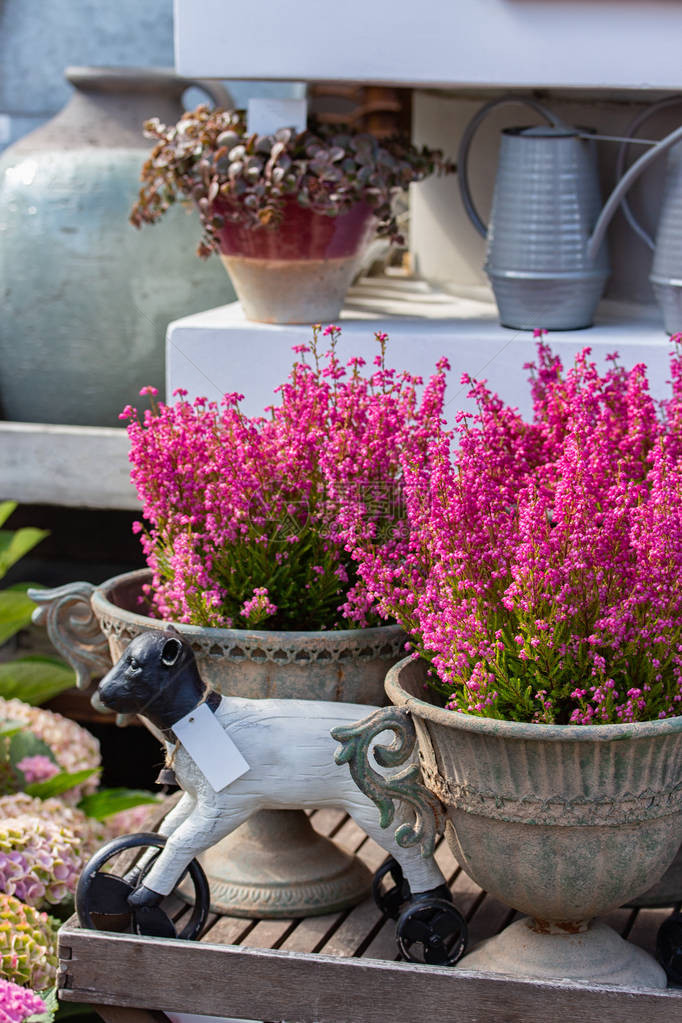 花园装饰埃里卡优雅盛开的粉红色花朵图片