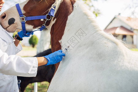 兽医注射疫苗在牧场的一匹漂亮的马户外图片