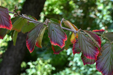 核桃树的美丽的彩色叶子图片