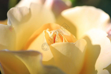 花园里花朵多彩美丽精美的玫瑰黄茶玫图片