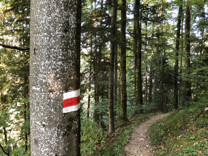 在Buochserhorn山的坡上和卢塞恩湖或Vierwaldstaetersee湖Vierwaldstattersee的远足和图片