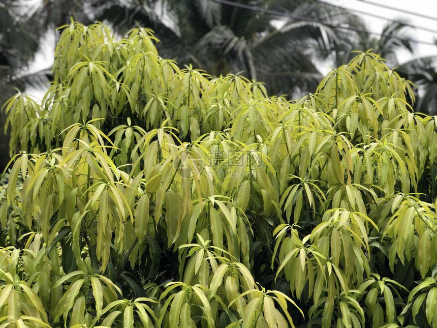 芒果植物美丽的多片绿叶图片