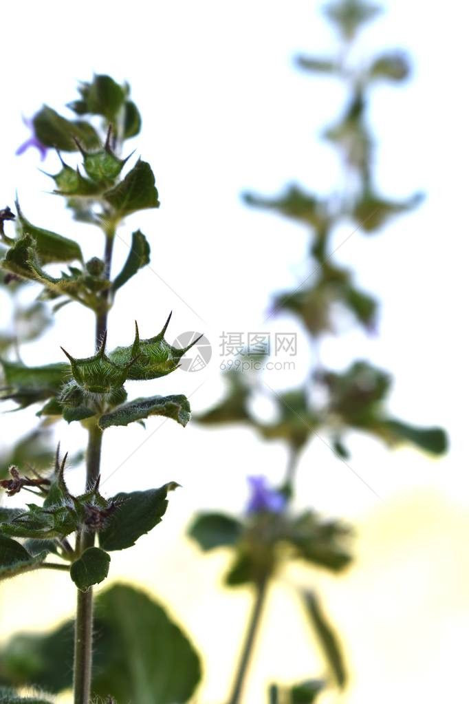 美丽的装饰植物快照图片