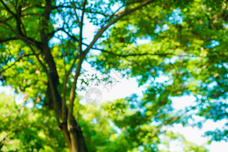绿色的模糊布OKH树公园图片