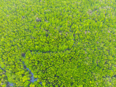 红树森林自然景观热带绿色图片