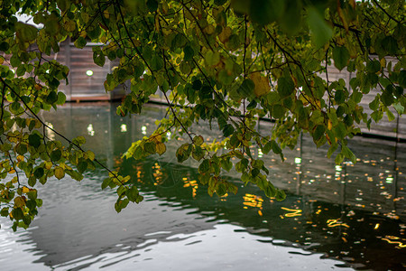 秋天森林湖反射景观秋天池塘图片