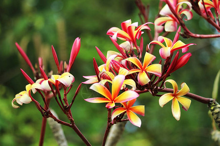 花园里盛开的鸡蛋花红白橙黄花束图片