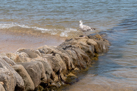 海岸鸟在抗侵蚀岩石的耳朵上图片