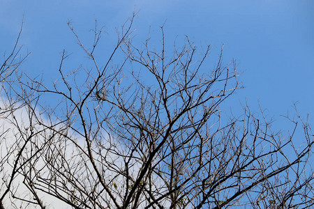 在蓝天背景的干树枝剪影图片