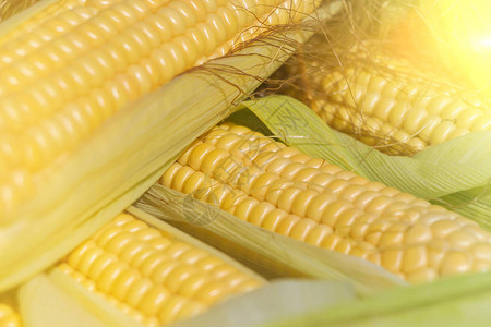玉米的耳朵收割图片