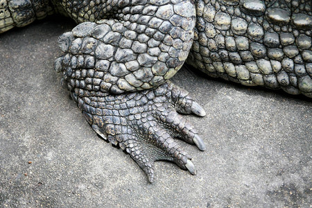 泰国农场上的大鳄鱼脚图片