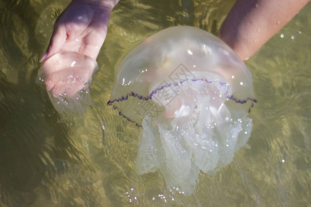雌手中的Jellyfishmedusarhizostomeae图片
