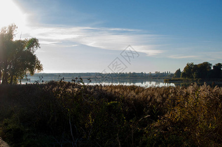 在湖的秋天风景自然河流的乡村天空云景观和干黄的芦苇河岸自然图片