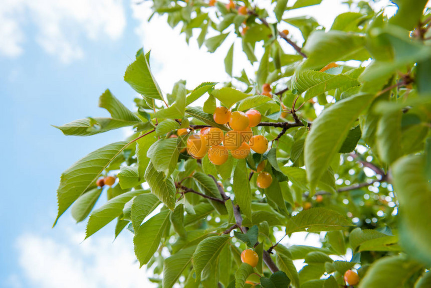新鲜的天然黄樱桃果枝新鲜自然健康树枝上的图片