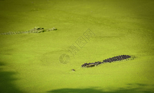 鳄鱼漂浮在水河中等待猎物农场中的图片