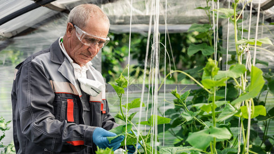 男科学家在温室研究植物时检查并图片