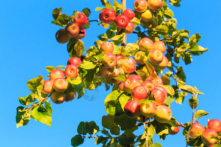 树枝上的苹果与蓝色天空相对农业自然背景NAMEOFTRANS图片