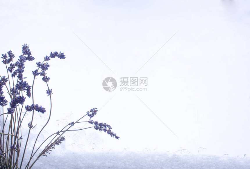 紫薰衣草花排列在白色背景上图片