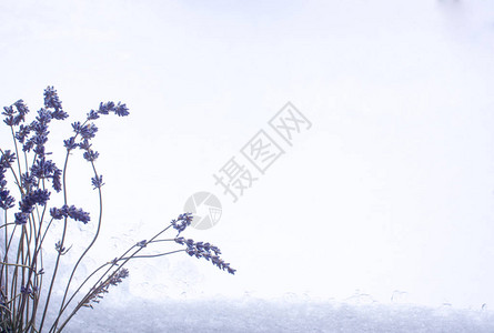 紫薰衣草花排列在白色背景上图片
