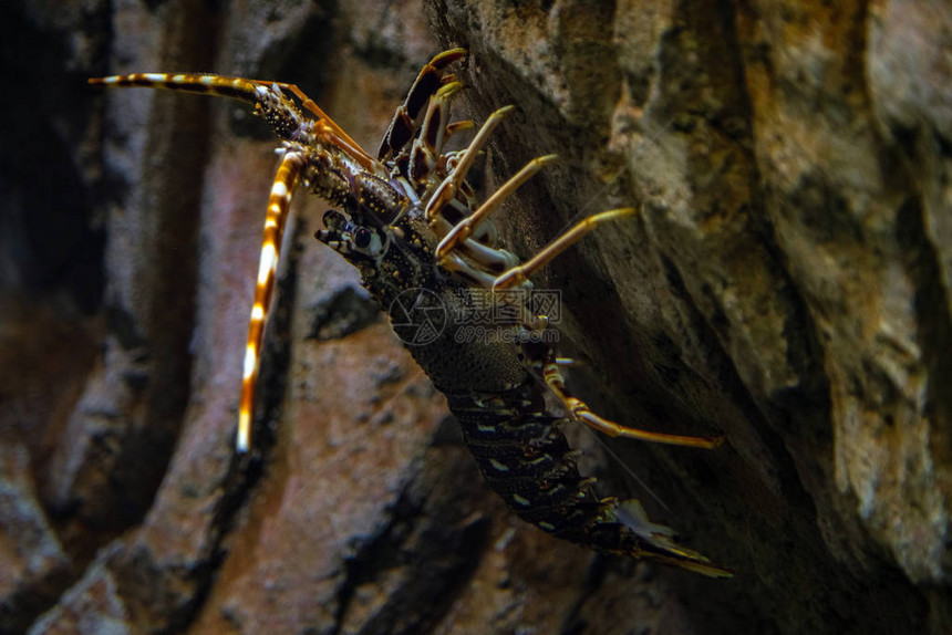 刺龙虾Palinuruselephas在海底的龙虾水下拍摄这些贝类图片
