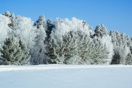 冬天雪森林风景和寒冷的自然和白雪皑的树白色的冰景和蓝天圣诞霜冷冻圣诞节户外仙境全景风景如背景图片