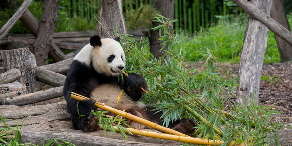 大熊猫在柏林动物园咀嚼竹子德国图片