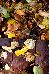 10月的秋色肮脏黄色叶高角视图自然背图片