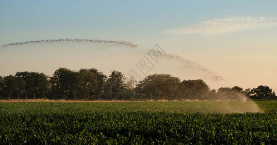 日落时浇灌玉米田的农业灌溉系统剪影使用中心枢轴喷水系统灌溉玉米田荷图片