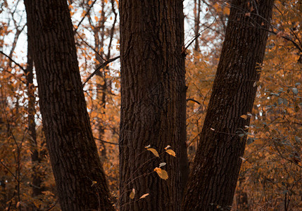 秋天森林里的三棵树风景背背景图片