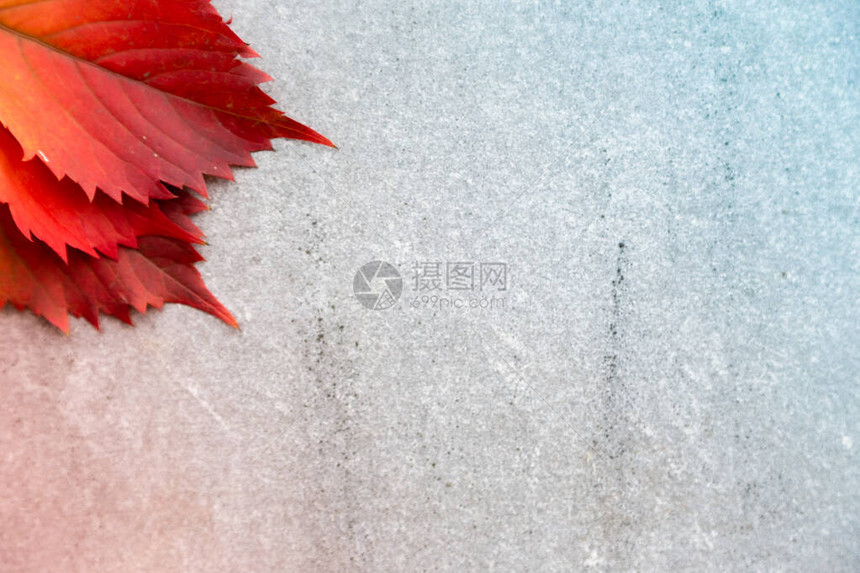 灰色背景上的秋叶或秋叶TextureSubtext图片