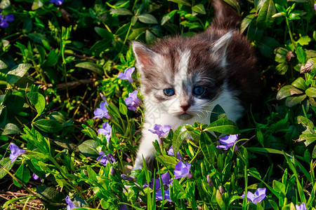 花园里长春花中的小猫图片