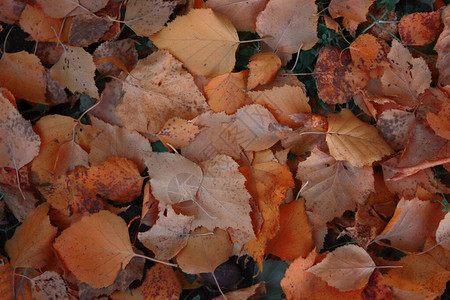 秋天的背景五颜六色的树叶躺在地上图片
