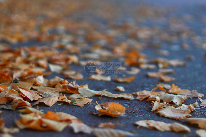 秋天的背景五颜六色的树叶躺在地上图片