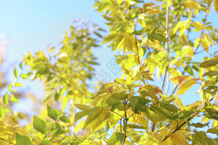 美丽的秋天背景树枝和黄秋叶的树枝在图片