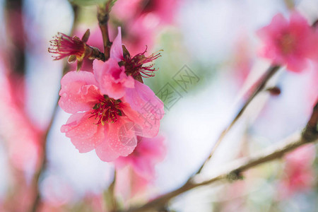 盛开的粉红色梅花与水滴图片