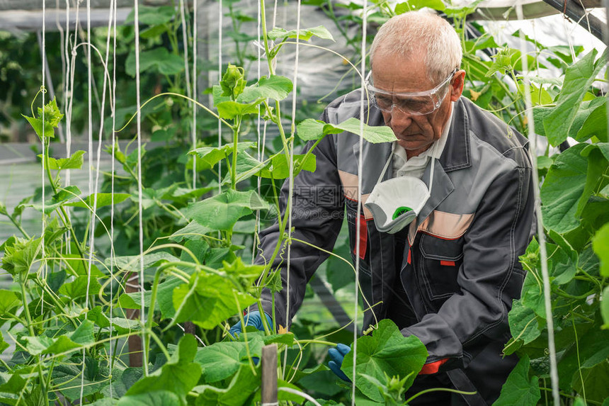 男科学家在温室研究植物时检查并图片