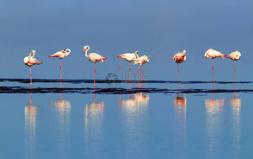 野生非洲鸟类一群粉红色的非洲火烈鸟在泻湖周围走来图片