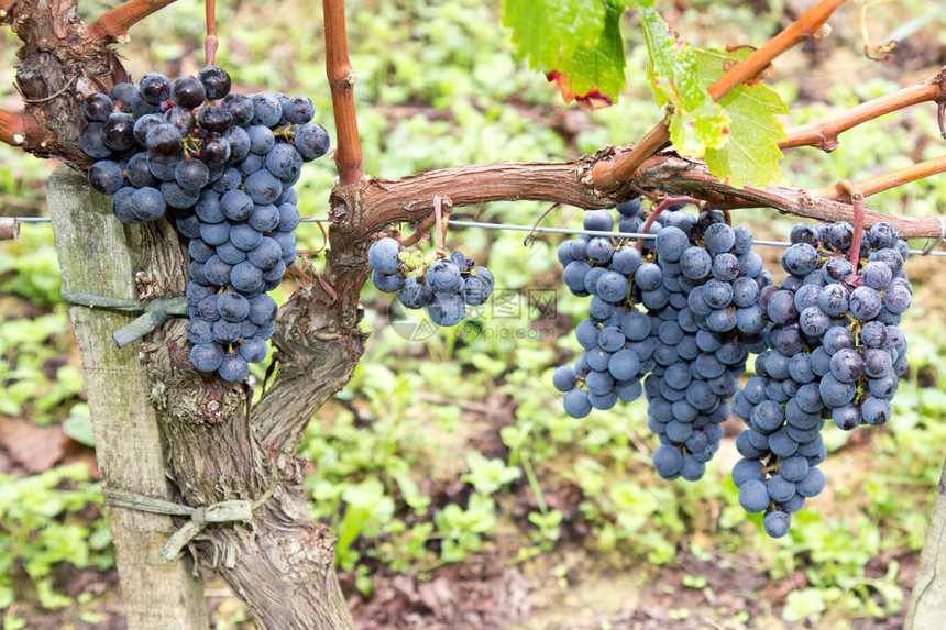 圣埃米隆葡萄酒中含有秋天葡萄叶和秋藤叶的RipePinot图片