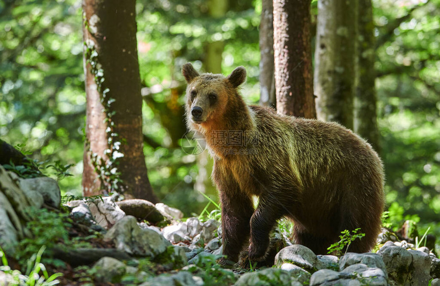 野棕熊Ursusarc图片