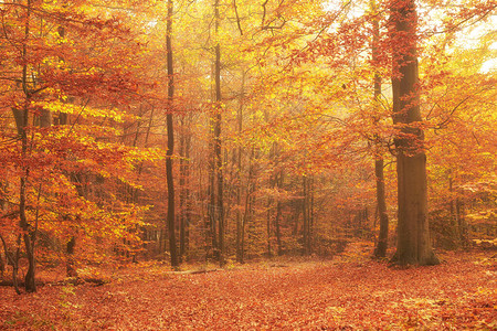 老山毛榉林的秋天图片