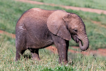 大象和幼小的大象图片