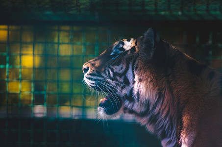 笼子里的老虎头像图片