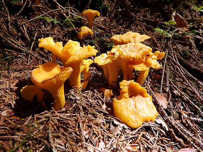 黄色食用蘑菇天然的芬古菌Fungusinthen图片