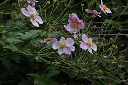 可爱的阿内蒙哈彭西斯日方加花朵也被图片