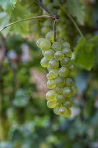 葡萄园成熟的白葡萄植物白熟的麝香葡图片