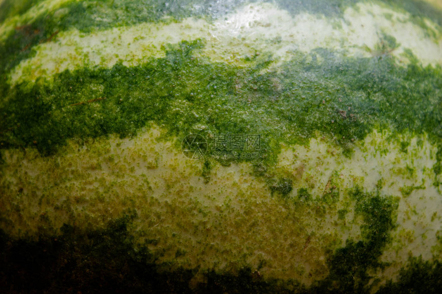 西瓜皮的质地绿色西瓜皮西瓜皮绿色背图片