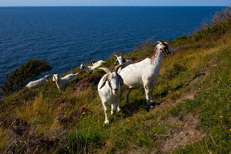 博恩霍尔姆岛上的山羊图片