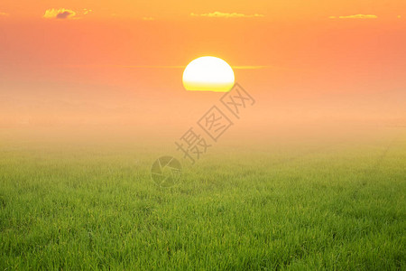 日出或日落时间背景上的稻田图片