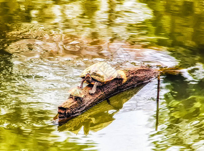 江加达在印度阿萨姆卡齐兰加公园Brahmaputra河中的亚萨姆屋顶海龟Pangshura背景
