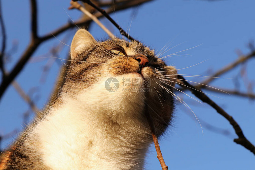 狩猎时驯养的猫脸feliscatusdomesticus专注而精力充沛的脸有色头的猫试图抓一只鸟作为零食图片